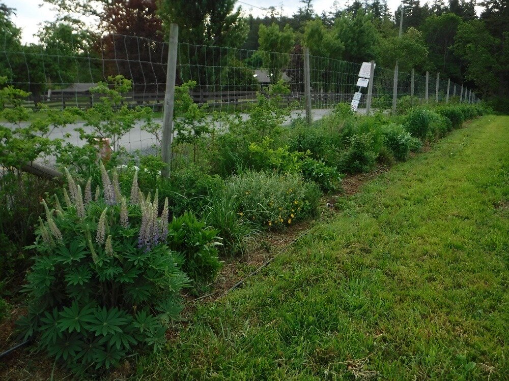 Planning for Native Pollinators
