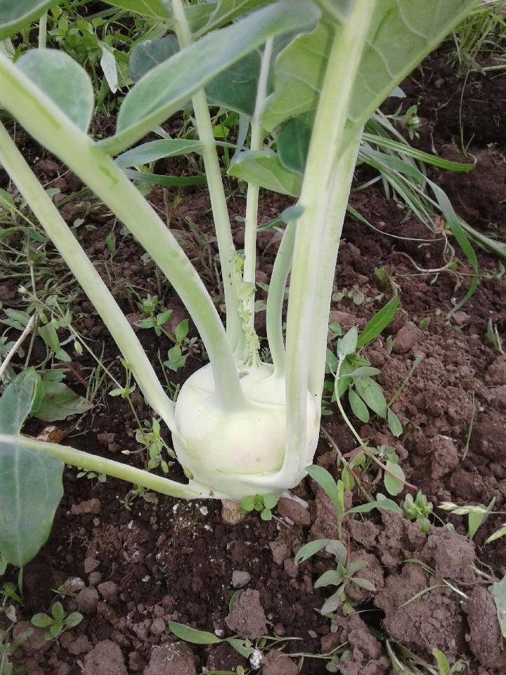 Soil: Building the Foundation for Gardening Success