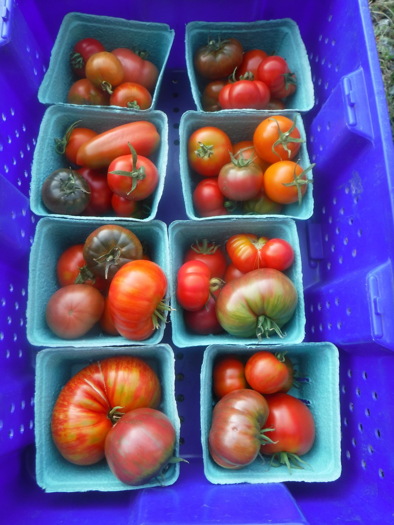 Growing Great Tomatoes!