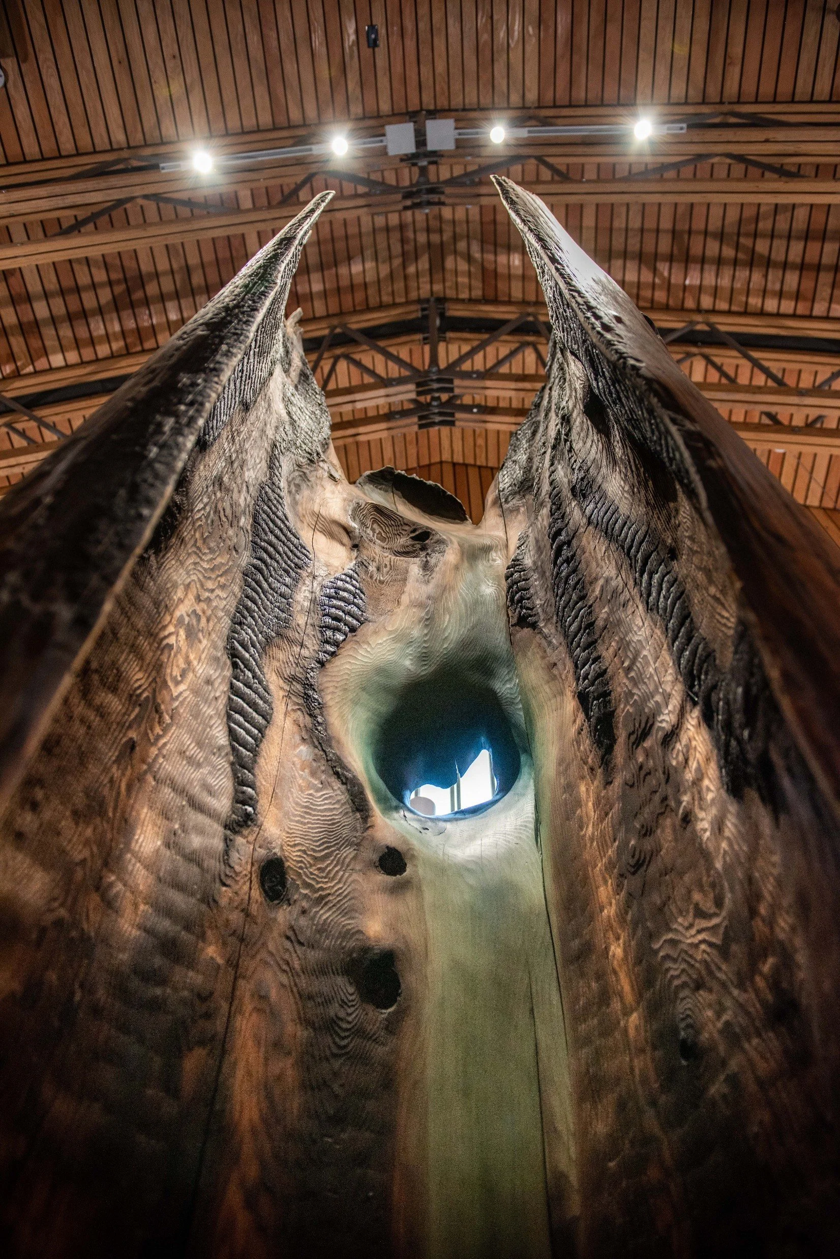 Solace tree by steve Mitchell.jpg