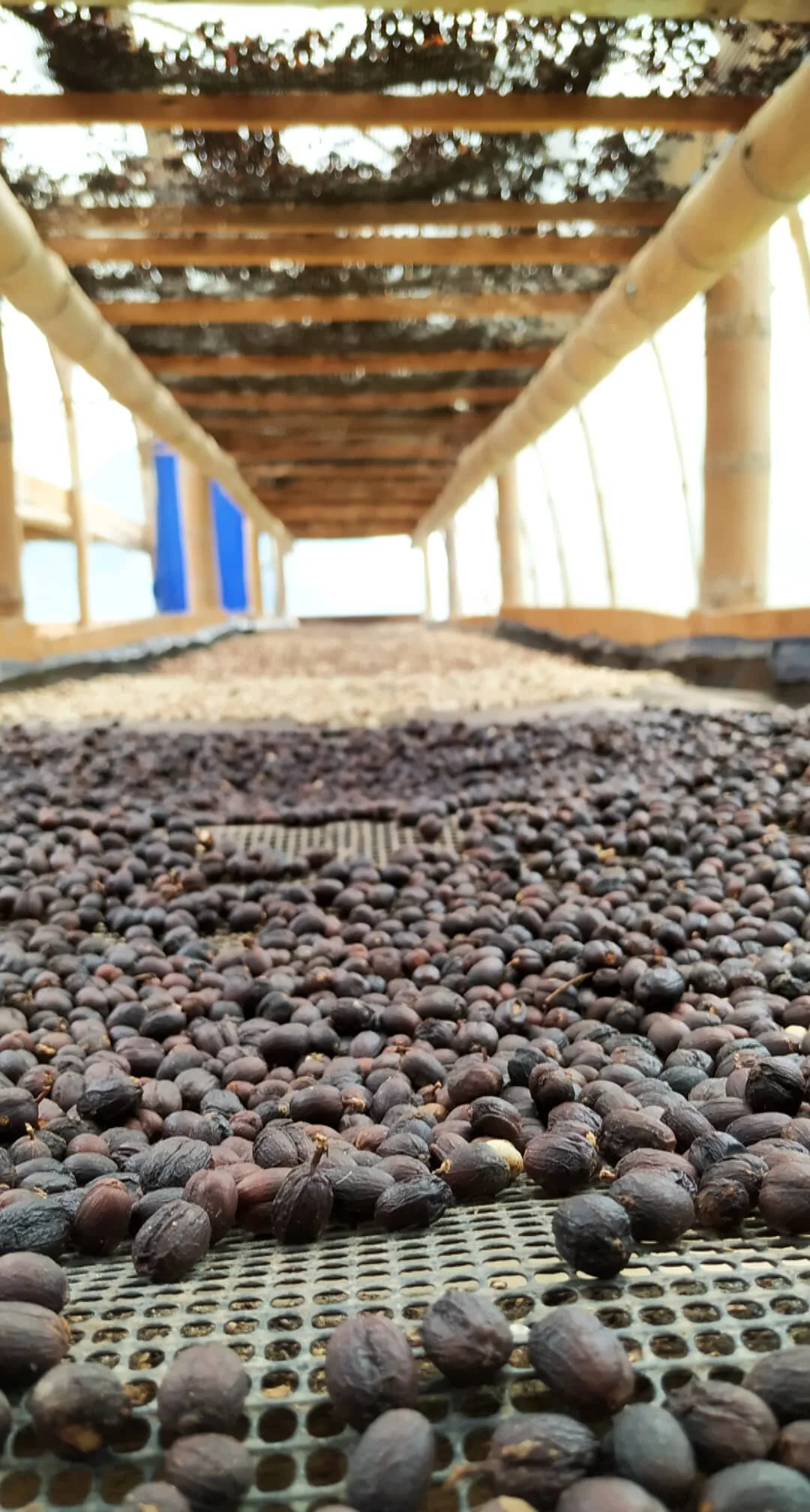 Colombia specialty coffee at Finca La Hacienda Naranja featuring close up image of coffee cherries drying on patios in natural process.