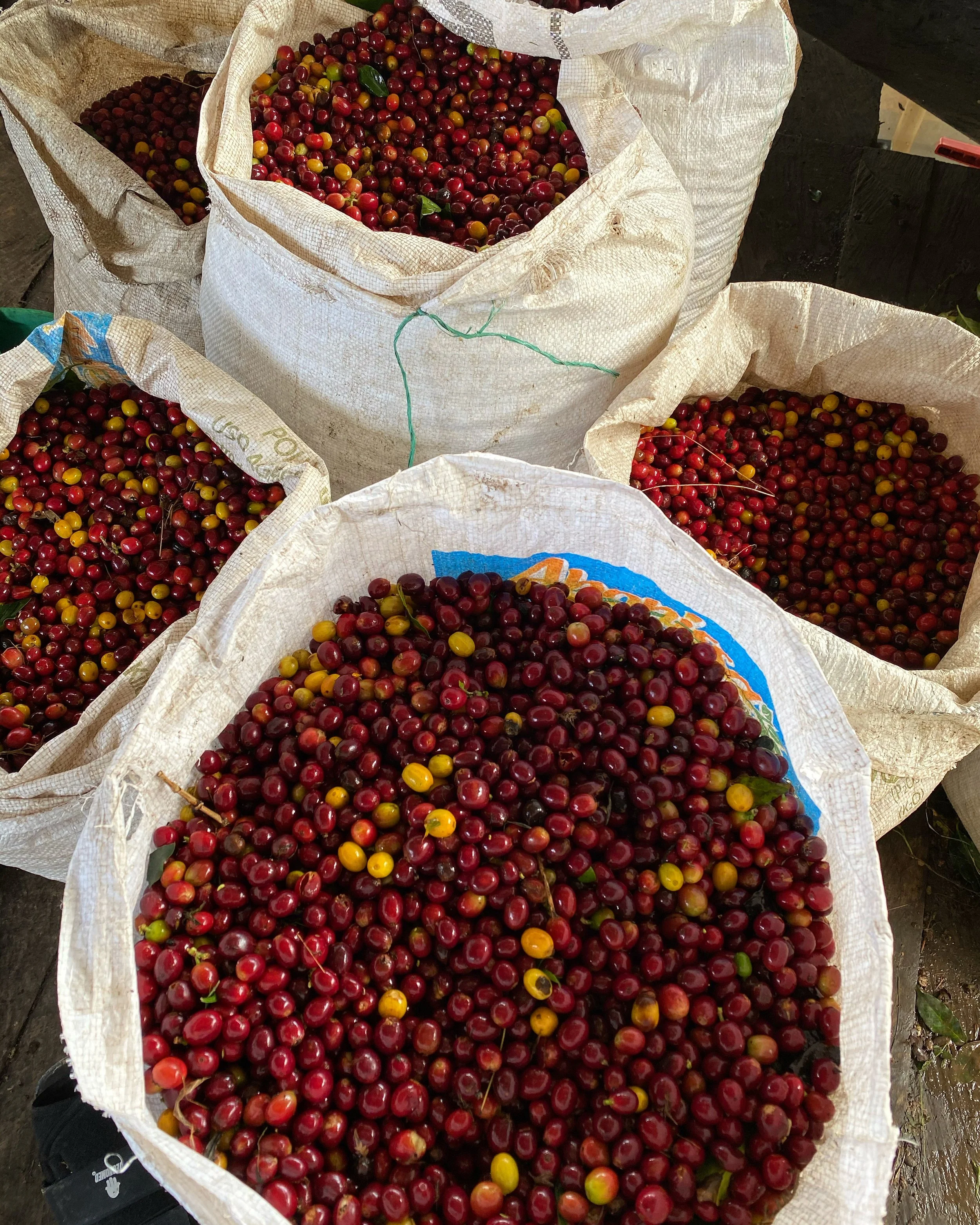 Colombia Variety.JPG