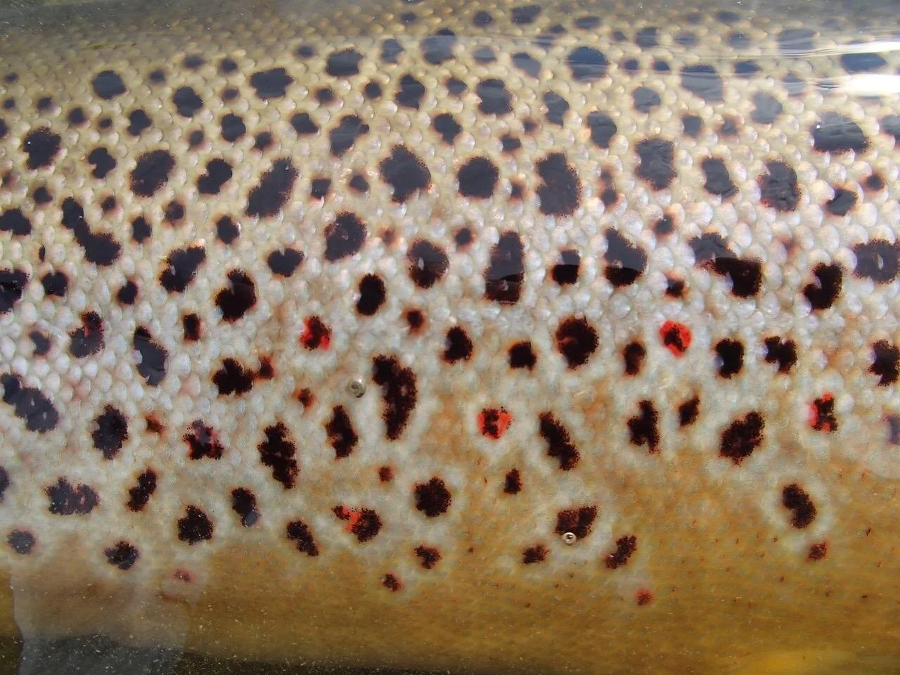 brown trout banner.jpeg