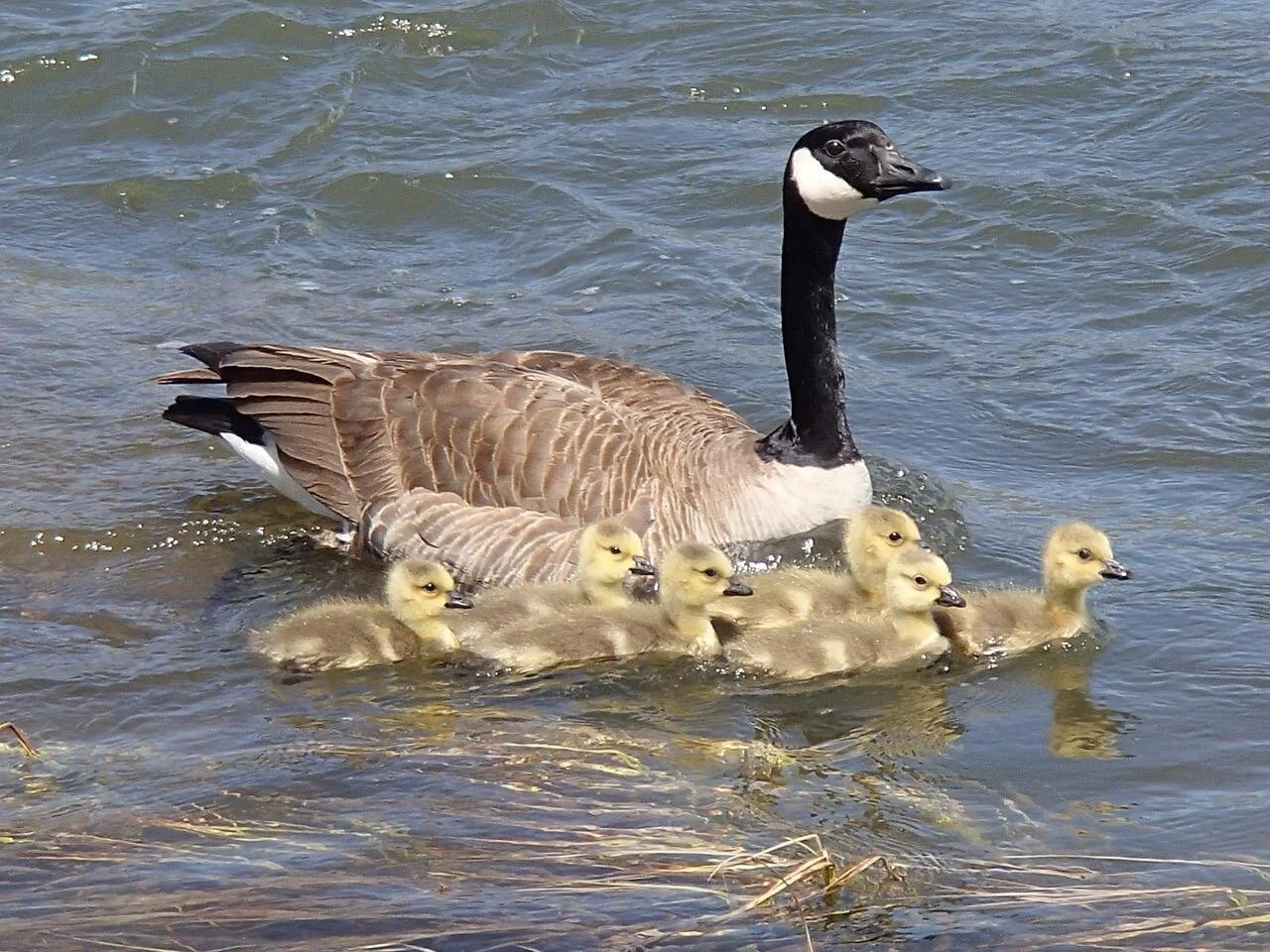 yellowstone wildlife.jpeg