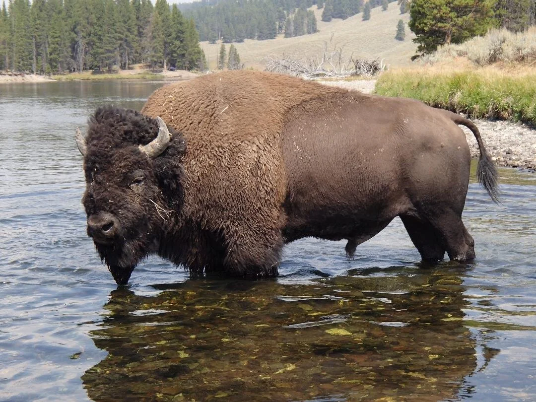 fishing friend bison.jpeg