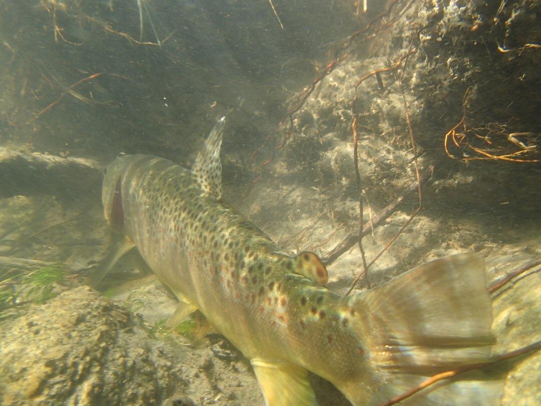 Brown trout under bank.jpeg