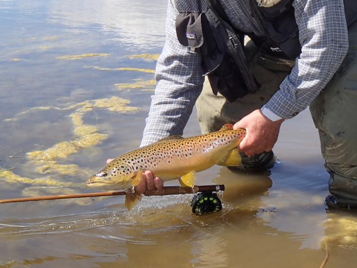 brown+trout.jpg