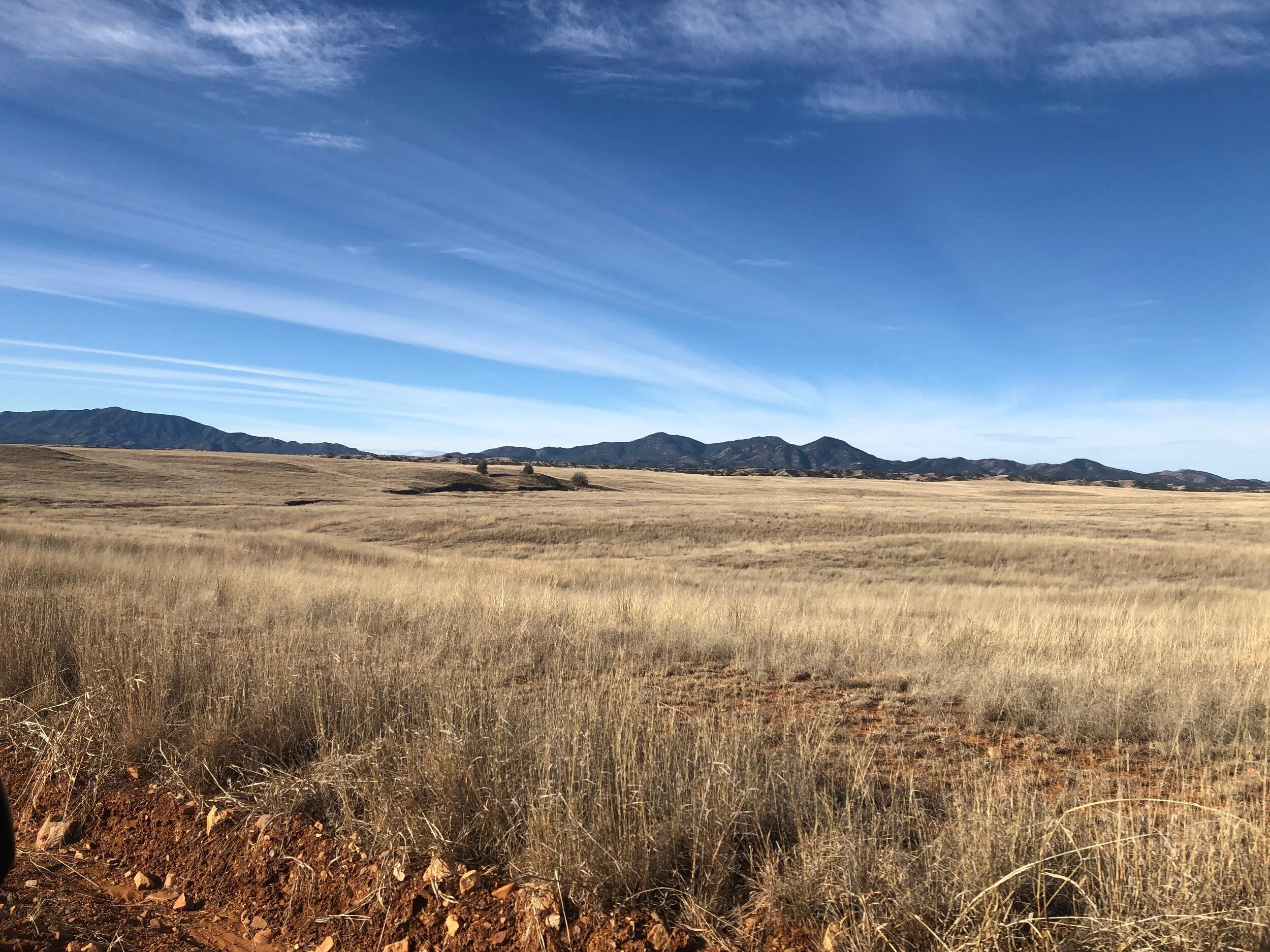 Coatimundi, winter midges, bird dogs and conservation on the border