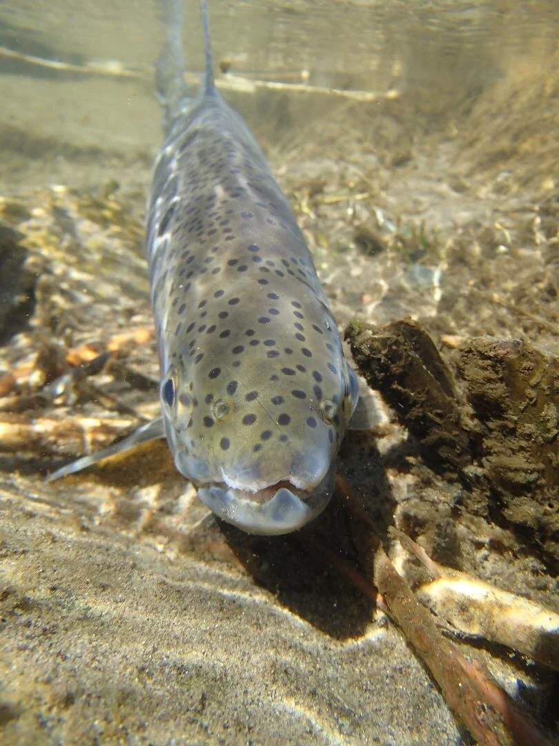Wild Trout and Bighorn Sheep