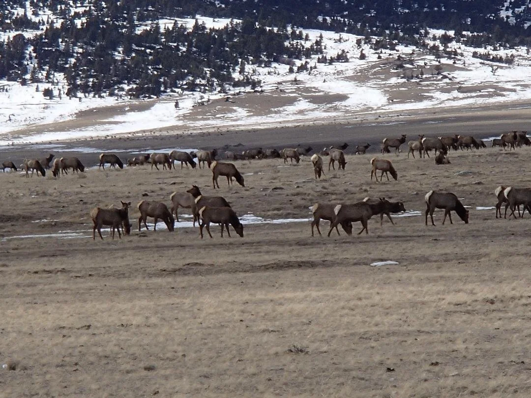 THE EVER-CHANGING YELLOWSTONE WORLD