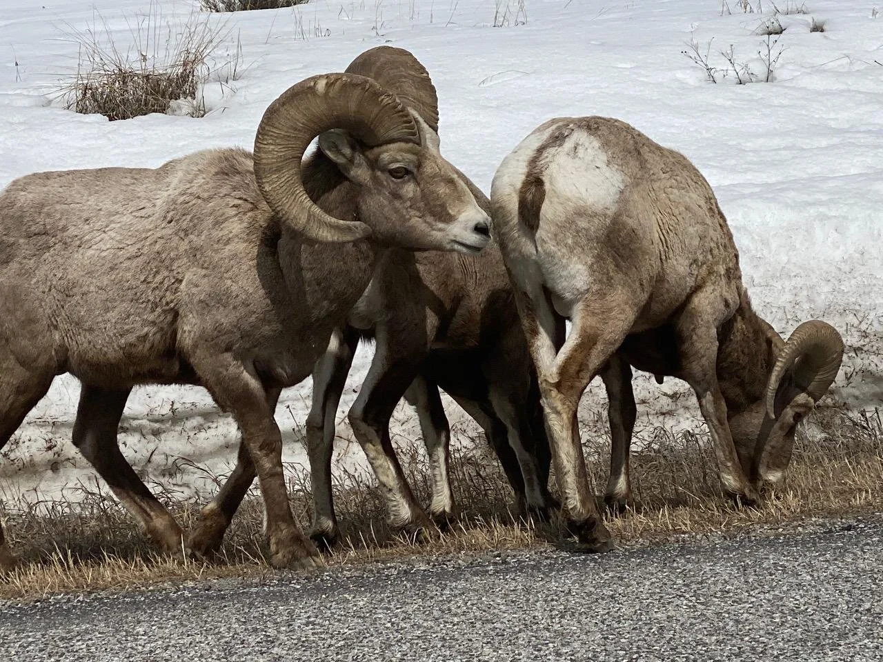 An early April Letter from Yellowstone country
