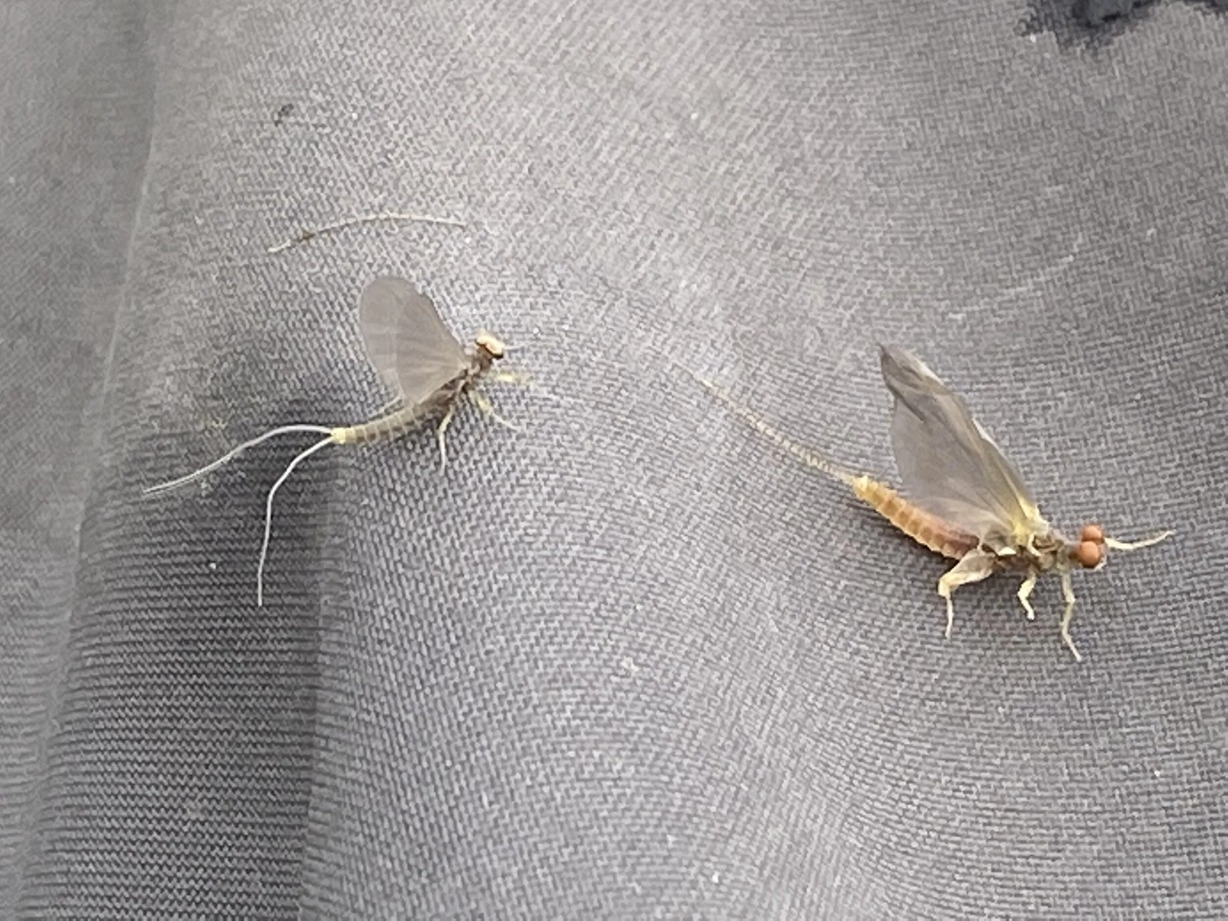 If you want to fish dry-flies you’d better get to Yellowstone country, quick!