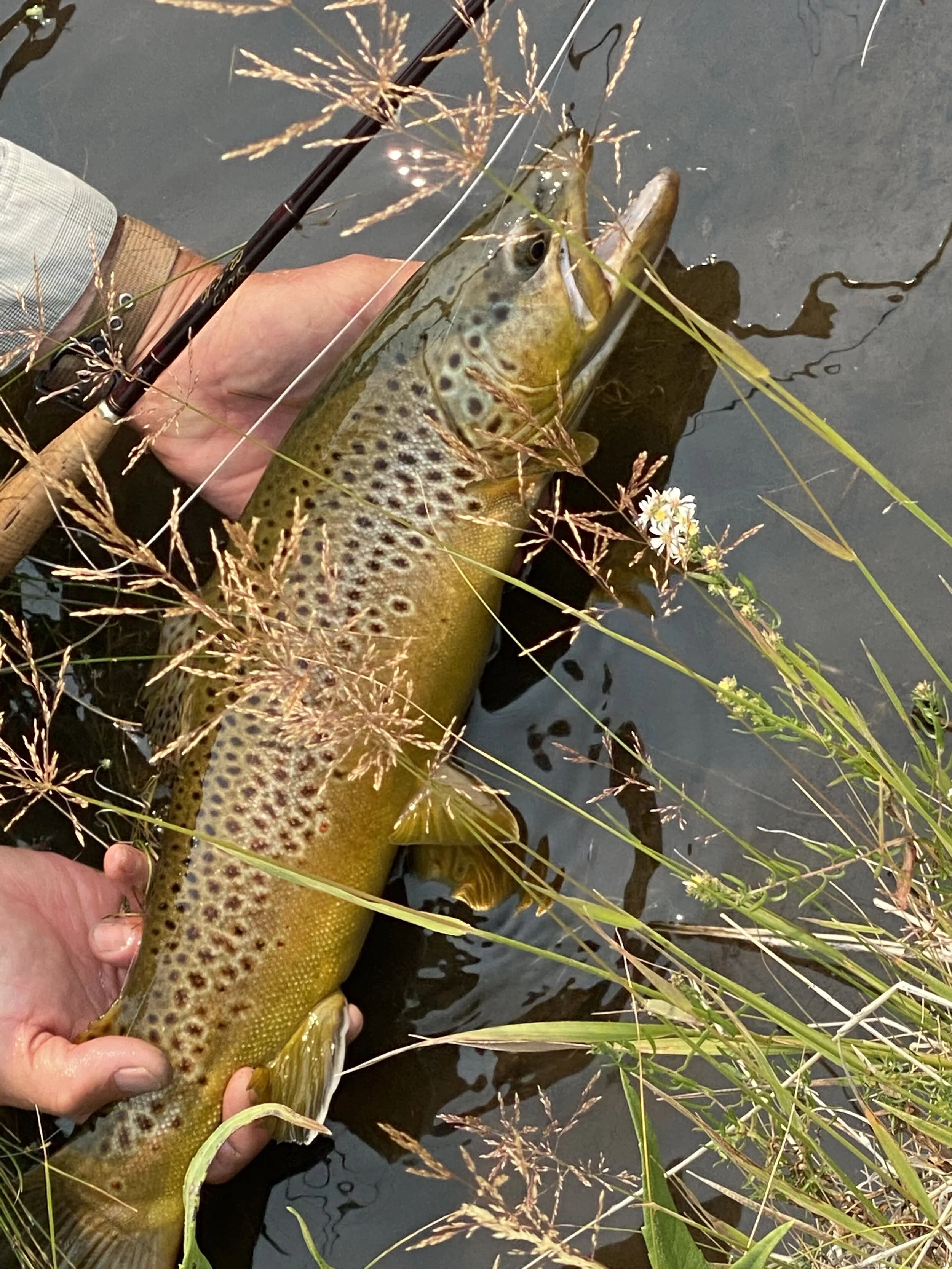 "FUNNY HOW THE NIGHT MOVES WITH AUTUMN CLOSING IN…"