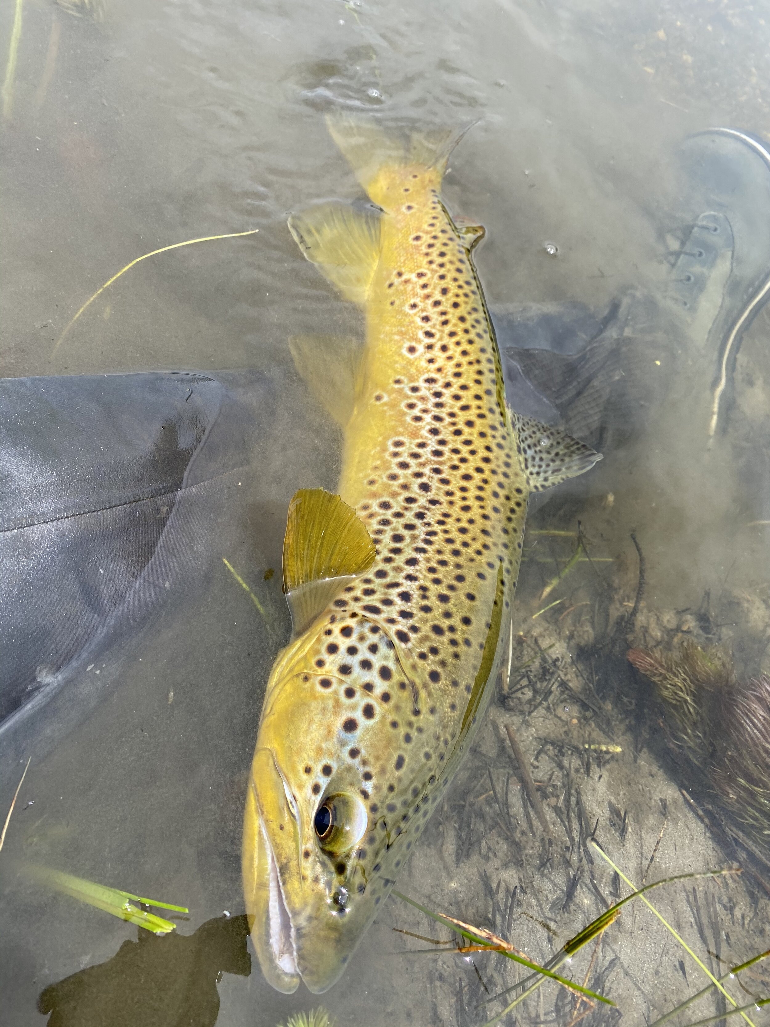 Why Do I Fish? — YELLOWSTONE CONSERVATION AND FLY FISHING WITH