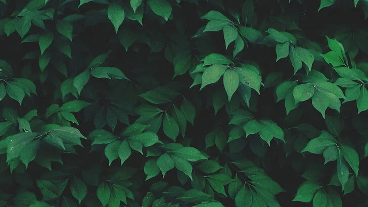 nature-solo-plants-leaves-wallpaper-preview.jpg