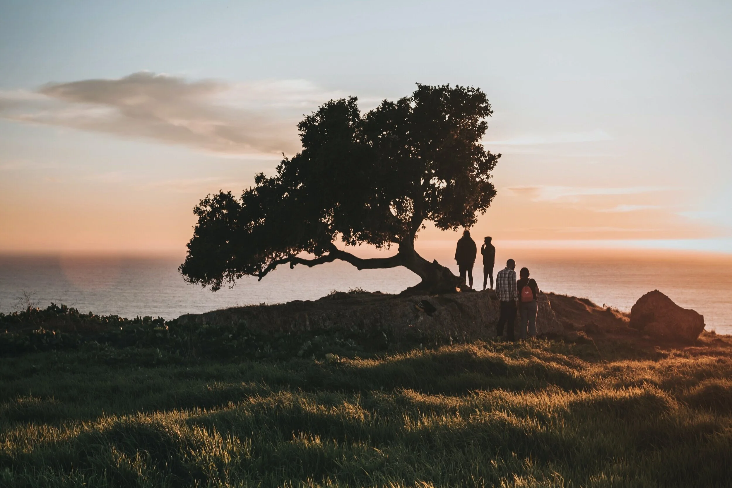 A group of people standing under a large, curved tree on a grassy hill overlooking the ocean at sunset.