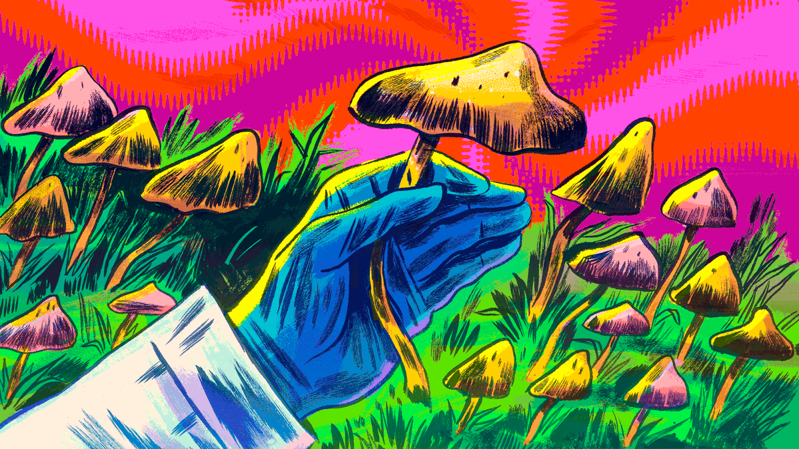 A Glimpse of Life After Magic Mushroom Legalization