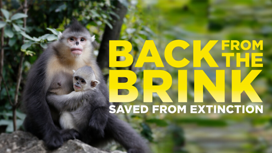 slide-monkey-bg-2.jpg