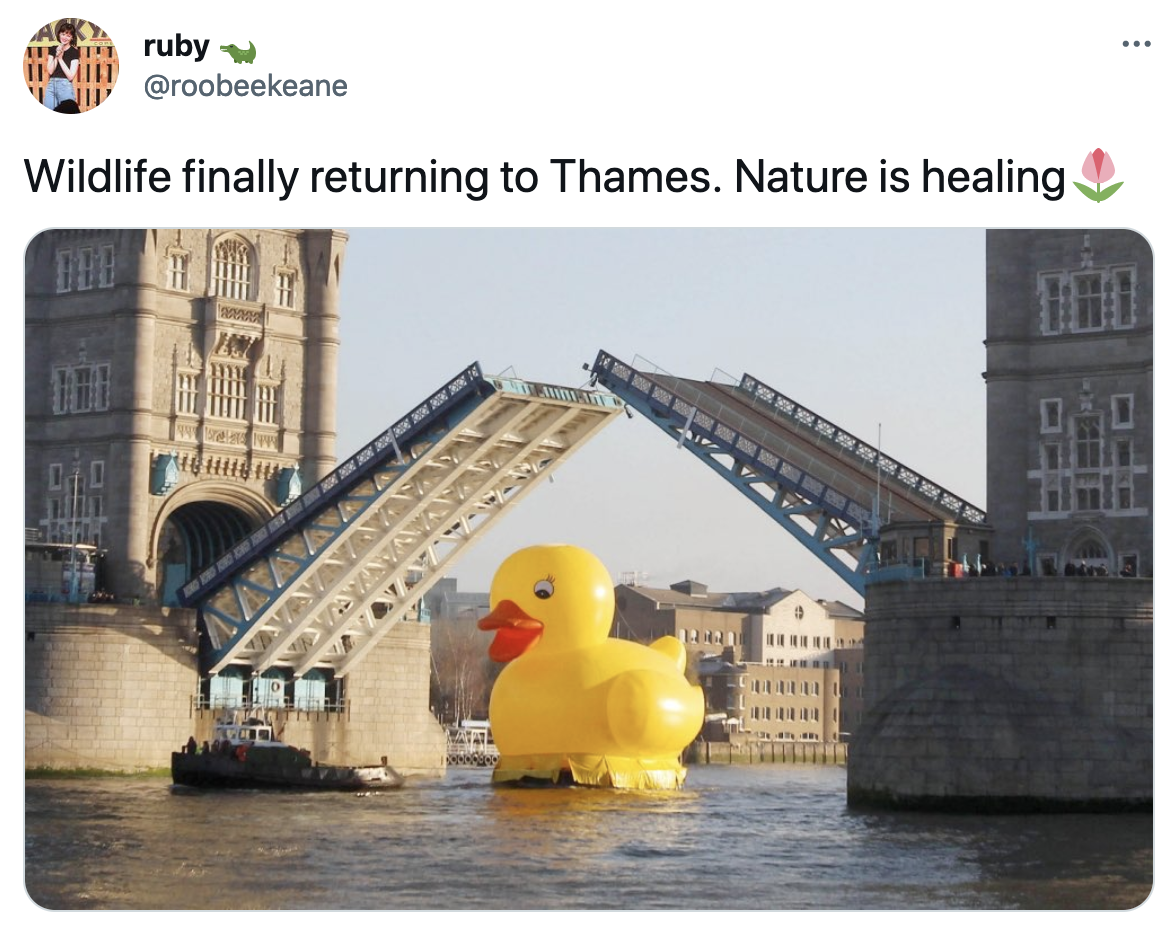 Tweet! Tweet! We Can Hear the Birds Again: The Impact of User-Driven Platforms on Climate Conversations and Public Action