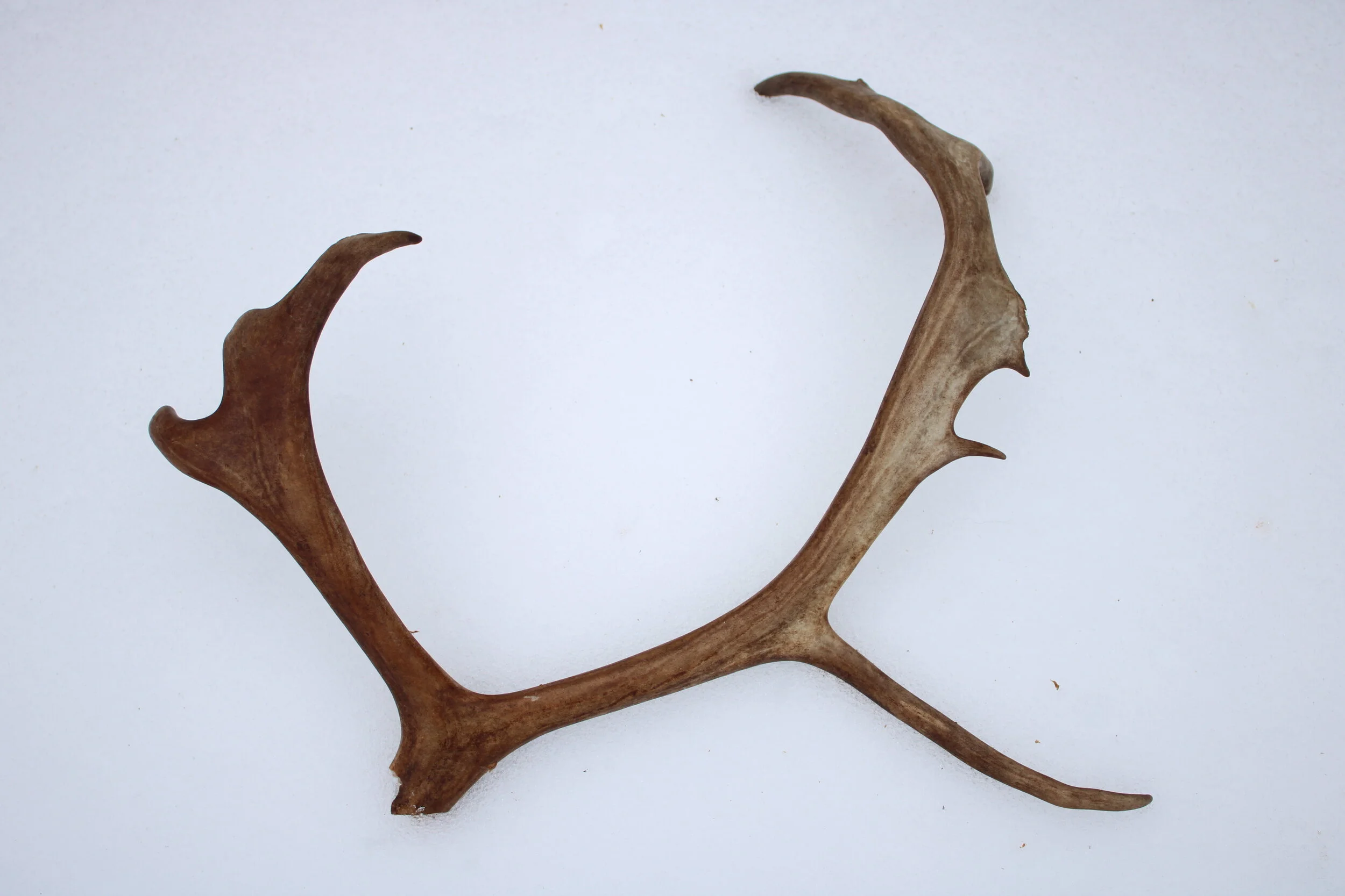 Reindeer antlers "VUONJAL"