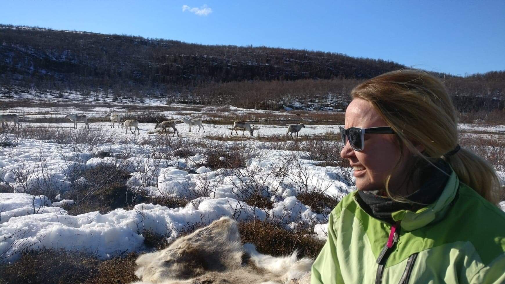 Sire Márjá enjoys the day in fantastic surroundings - Reindeer calving spring 2019.