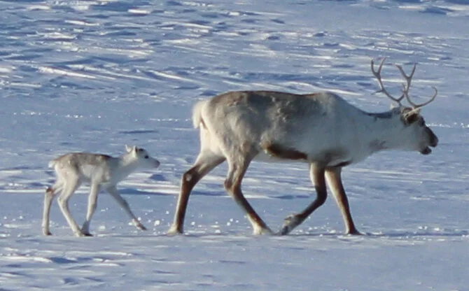 The highlight of the spring, reindeer calving. Lovely little reindeer calf with his mother.