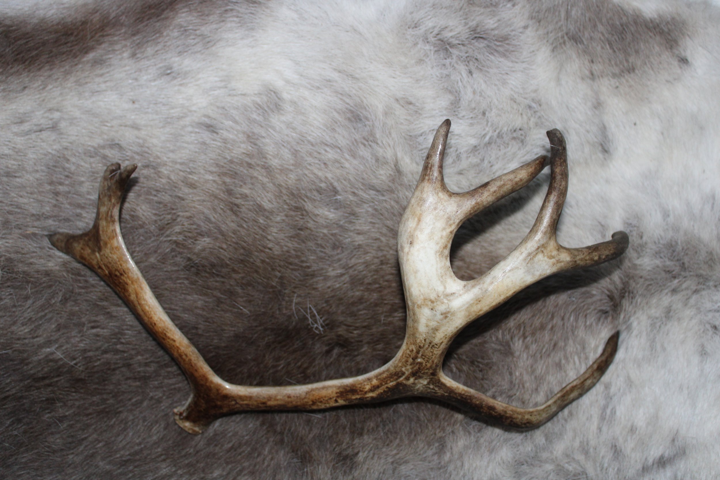 Reindeer antlers "ÁLDU"