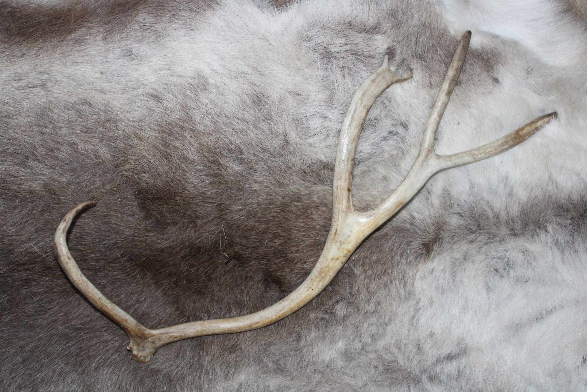 Reindeer antlers "ÁLDU 2"