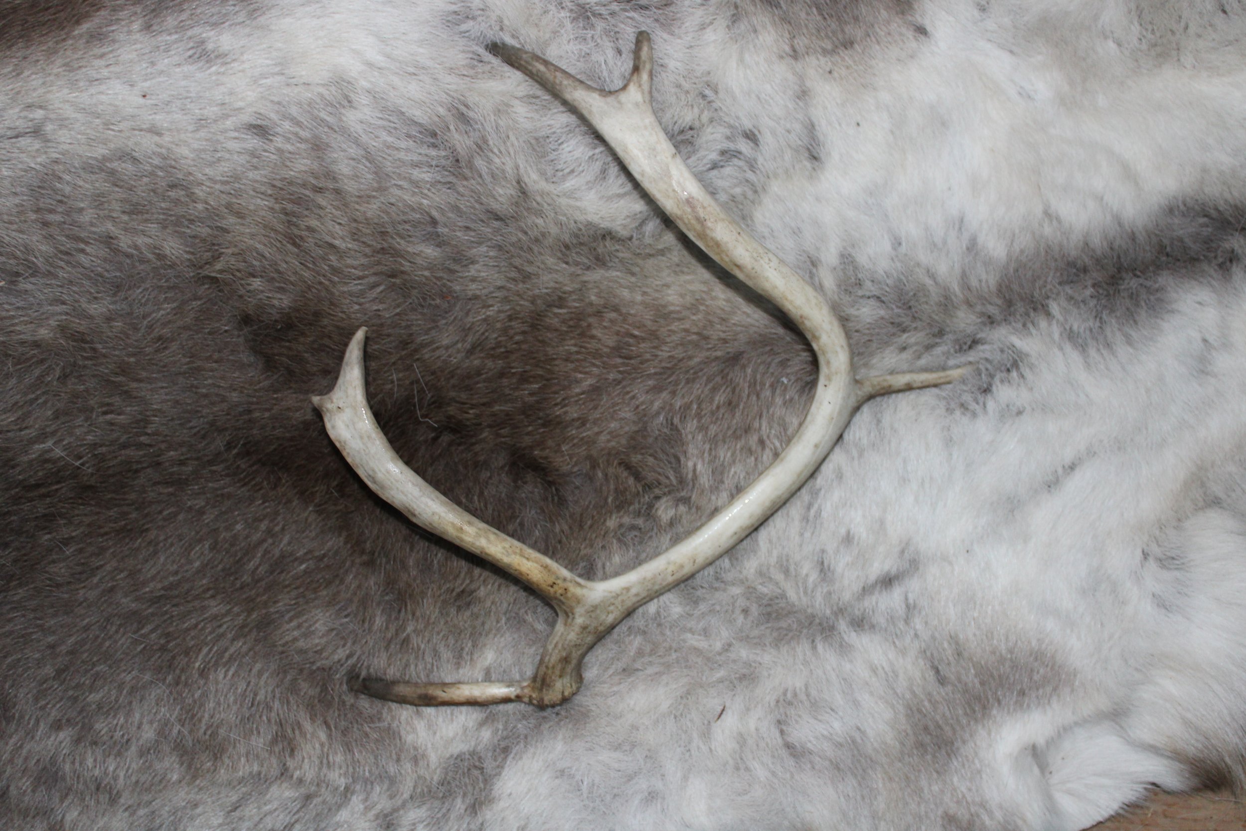 Reindeer antlers "ÁLDU 3"