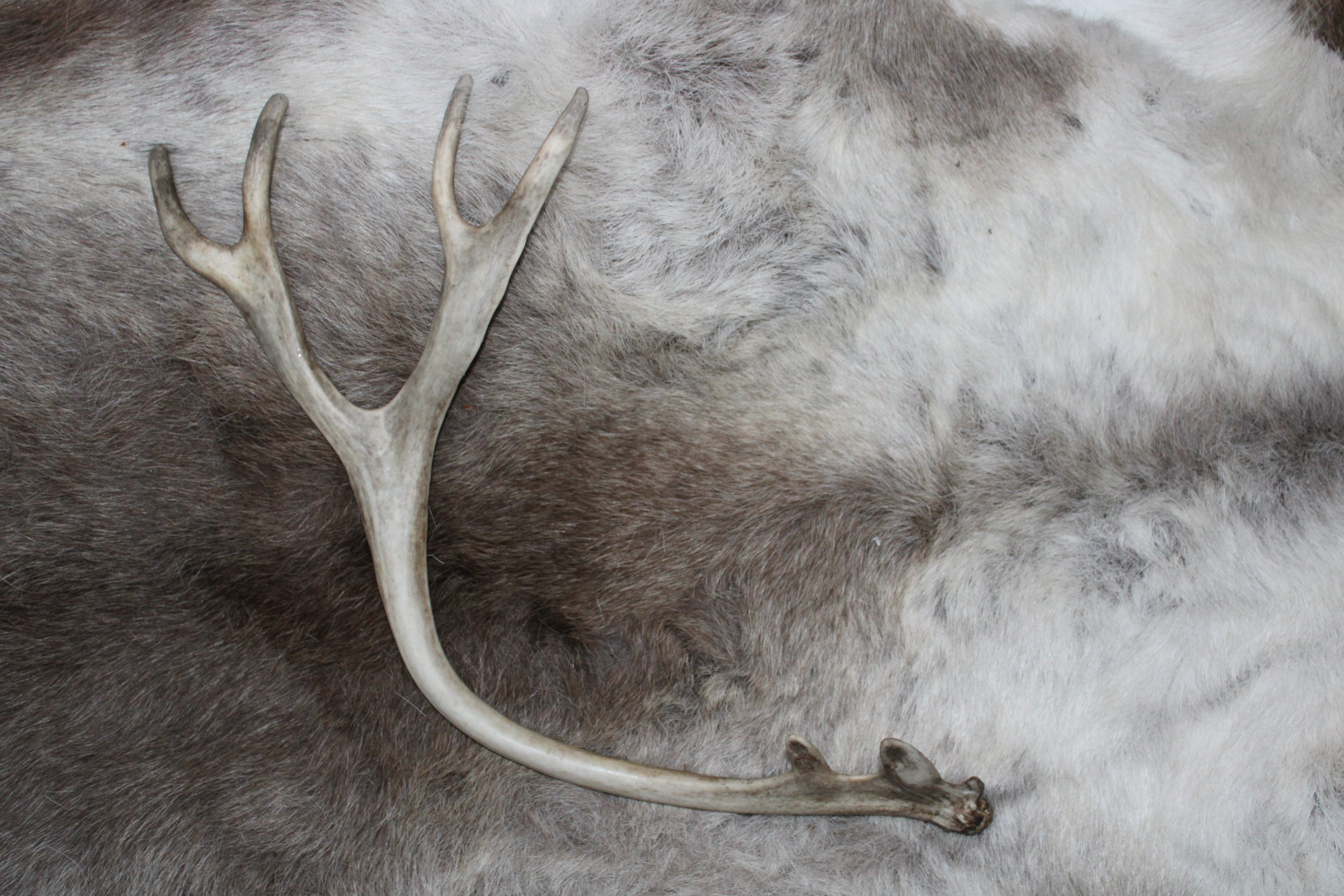 Reindeer antlers "ÁLDU 4"