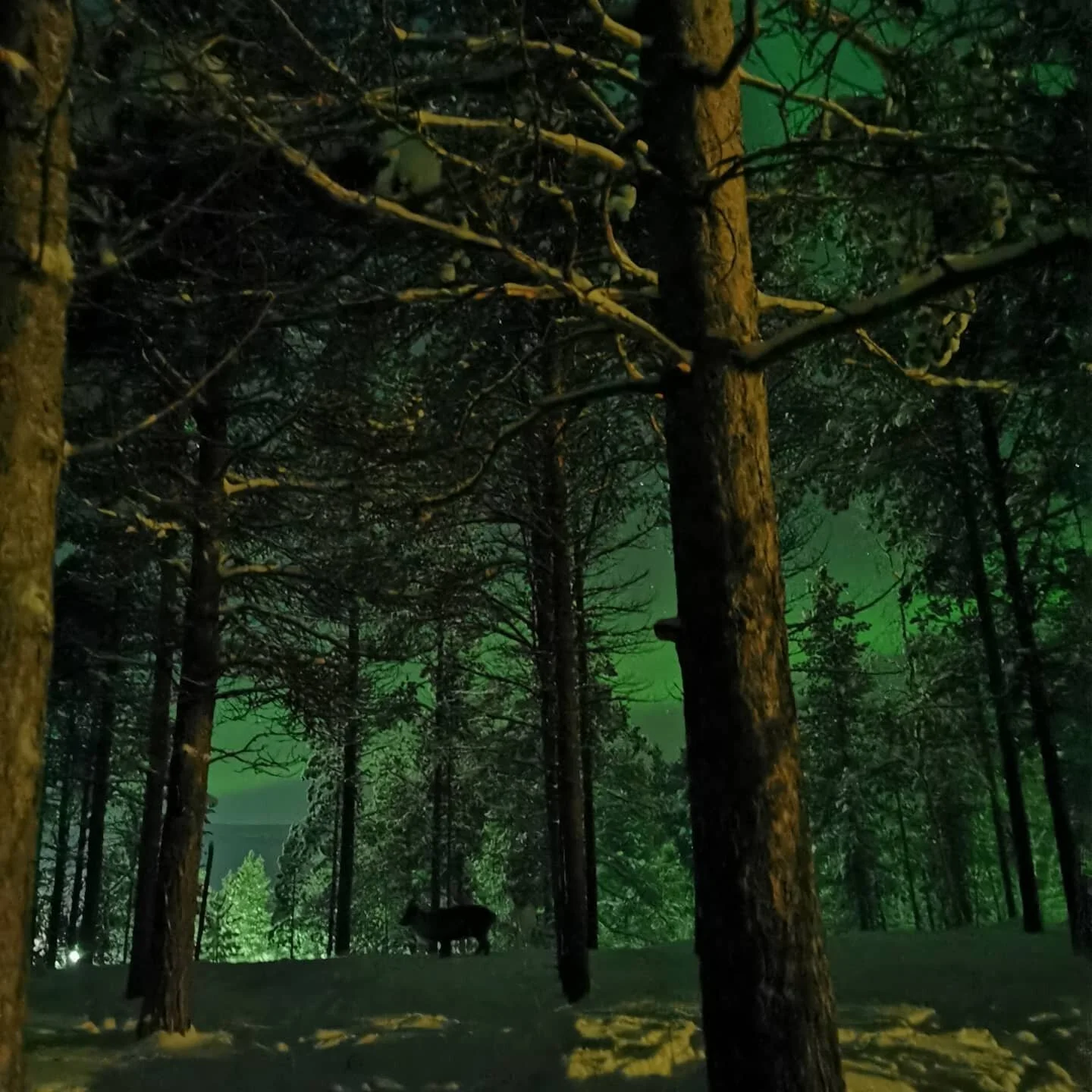 Endelig kom de her vakre skapningene 💚 Og for en himmel! 
Today finally these little fellows arrived 💚 Beautiful Aurora also visited us 😍
#reindeer #auroraborealis #northernlights #visitnorthernnorway #reindeerherding #besøkoss #comeandvi