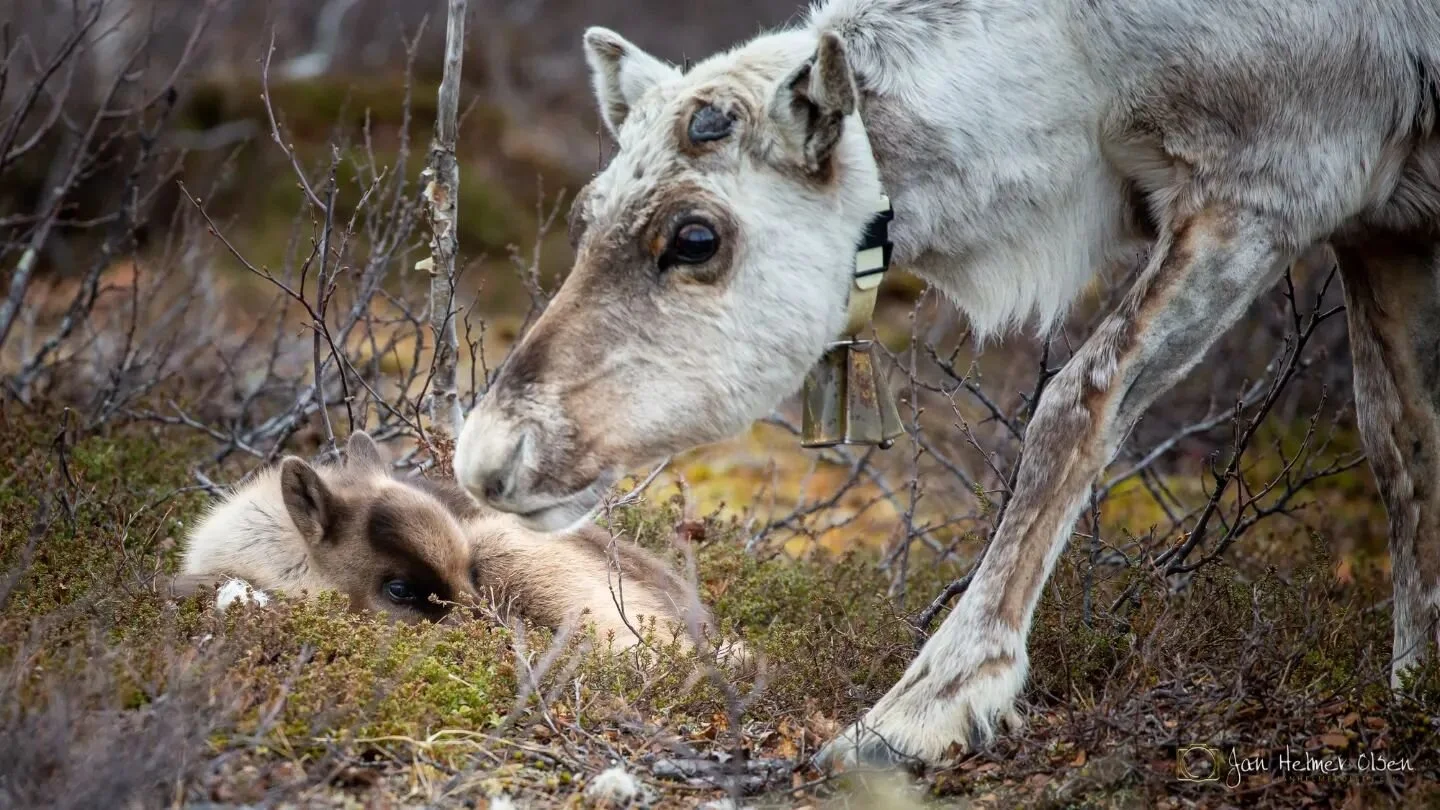 Happy mothers day to all super moms out there! ❤️ 
“Áldu” is the female name of the reindeer with a calf in Sami language, and she is the reason why we can work with these beautiful animals. Áldu also represents new life an