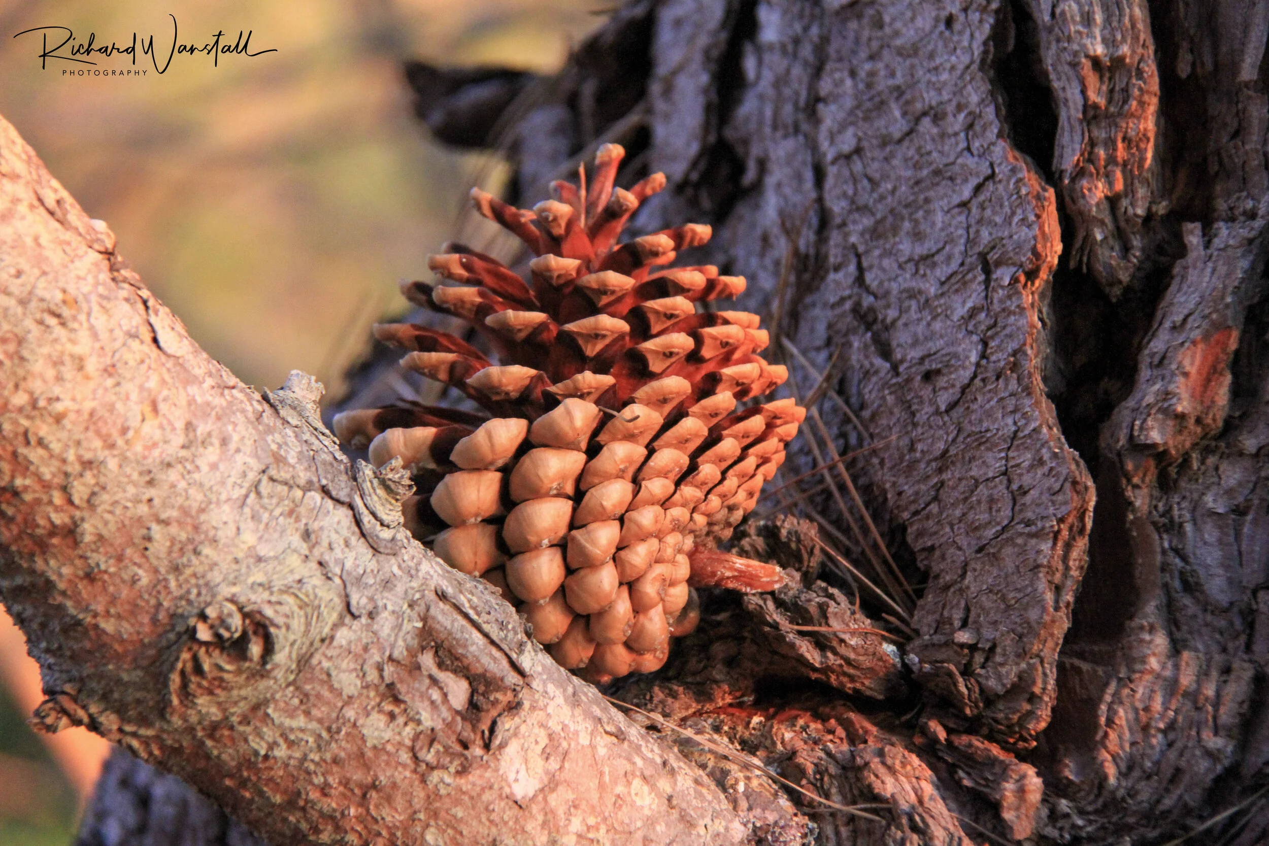 Big Sur, California, U.S.A.