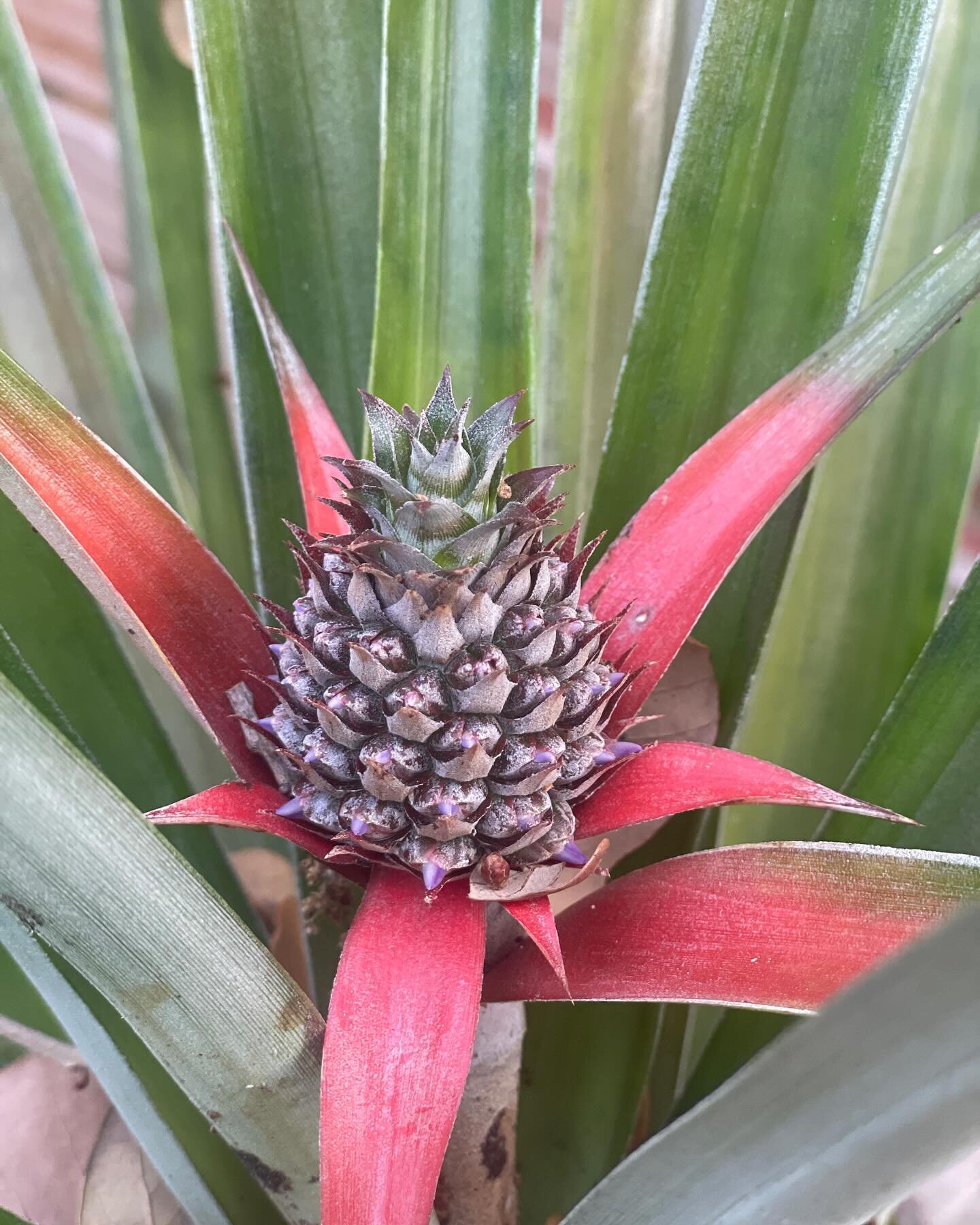 After two years, we have a baby pineapple!! I&rsquo;m so proud of her 🍍