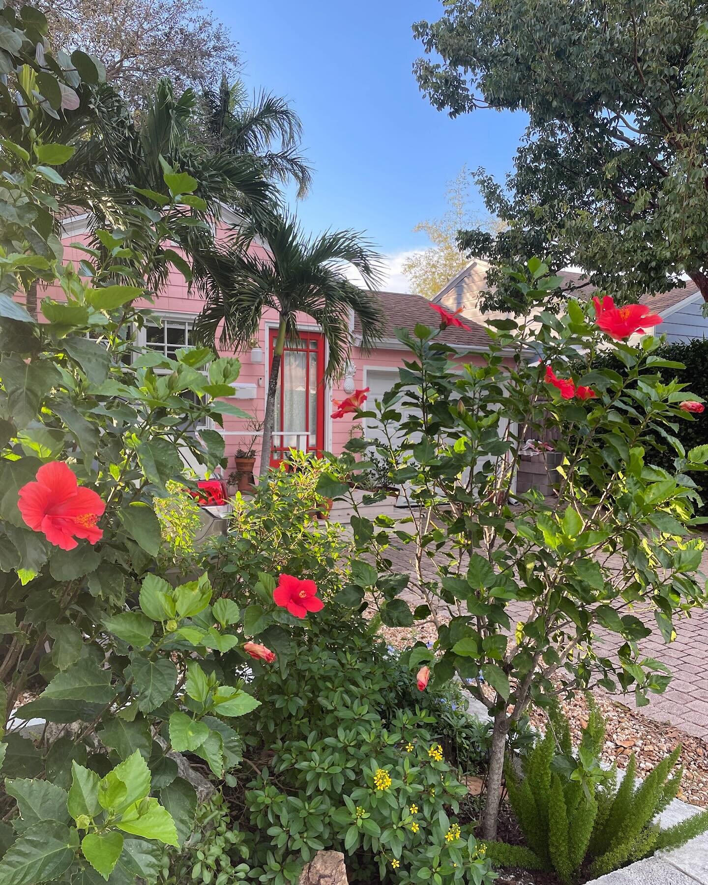 Hibiscus looking lovely before the baby iguanas come for their daily flower feast. 🌺🦎🌺🦎🌺🦎🌺