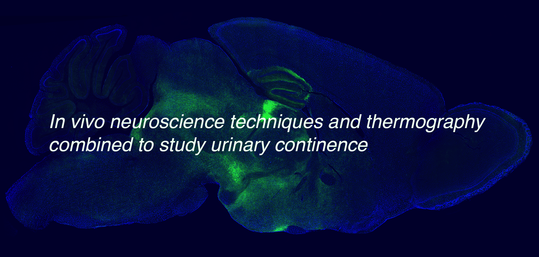 -invivo_neuroscience_sagittal_gallery_12-2-2019.png