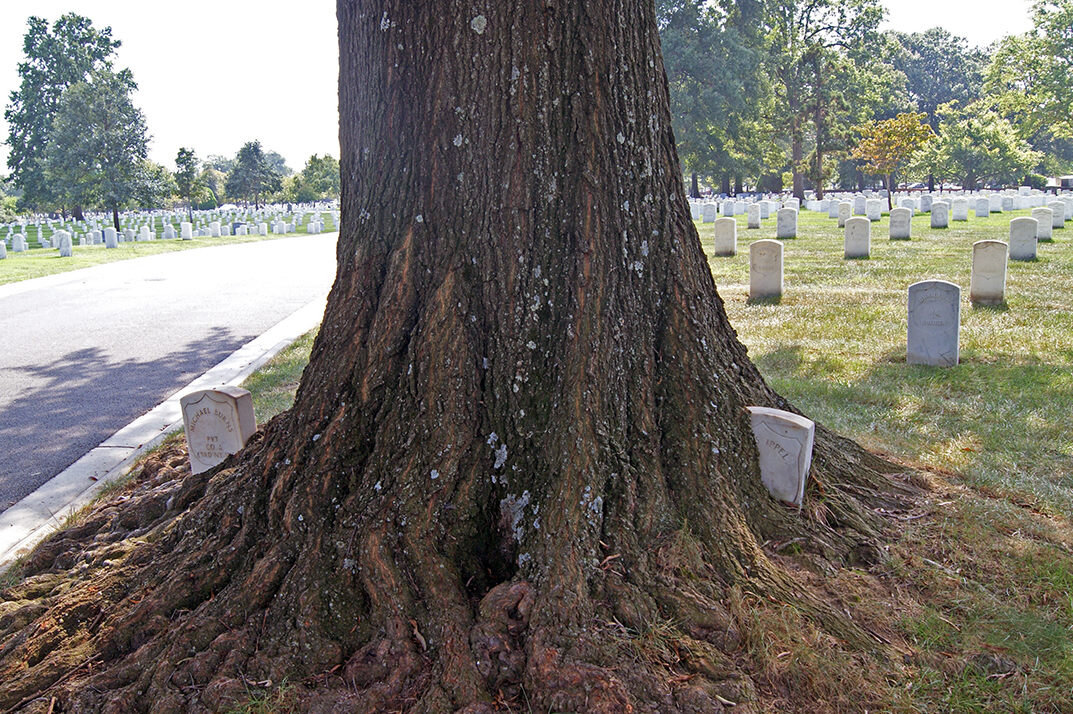 Arlington Cemetery's Headstone-Eating Trees