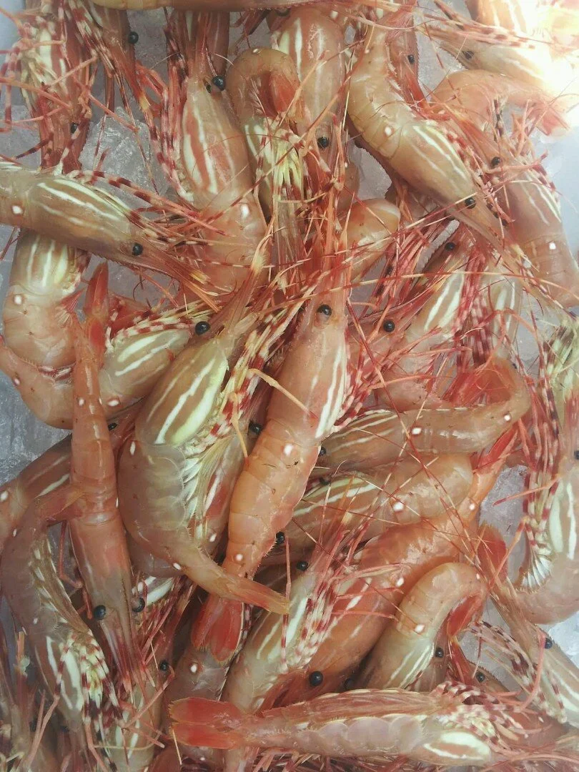 Spot Prawns — 1 lb