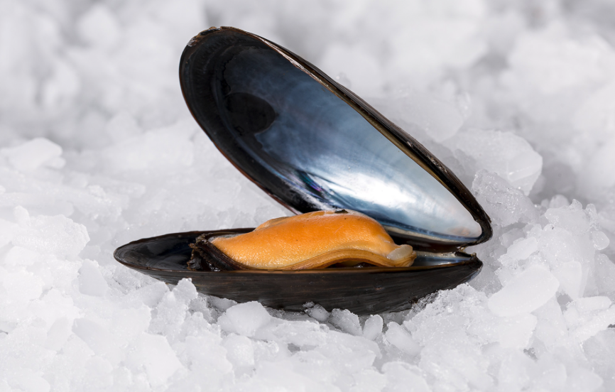 Mussel.PNG