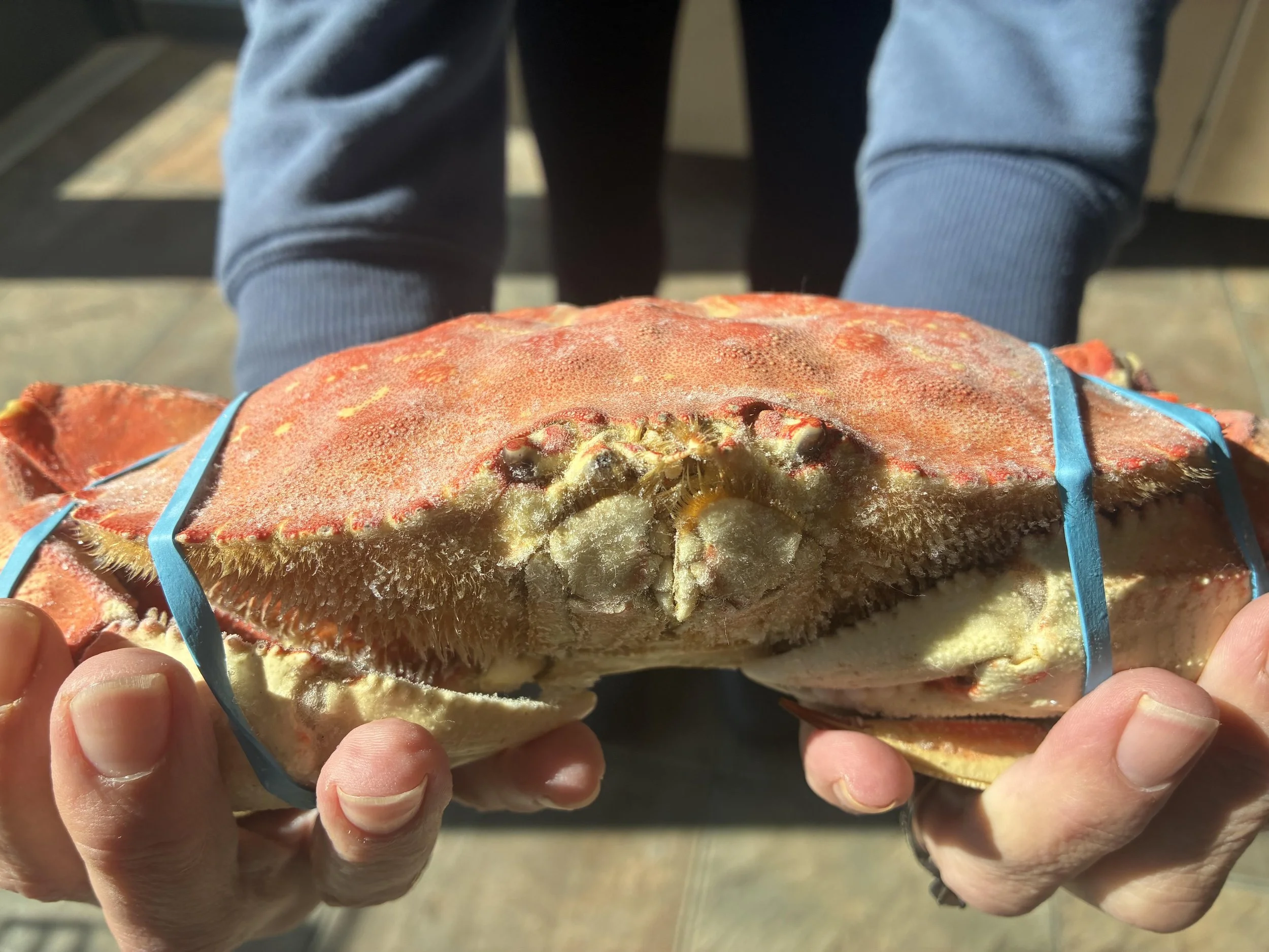 dun crab.jpg