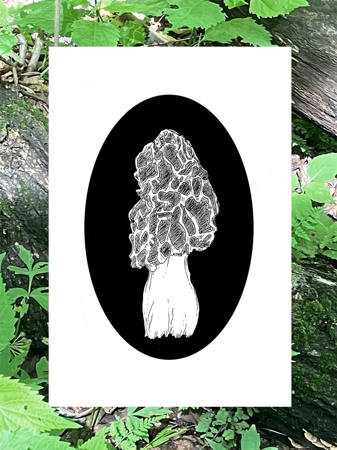 3-mushrooms-morel-web.jpg