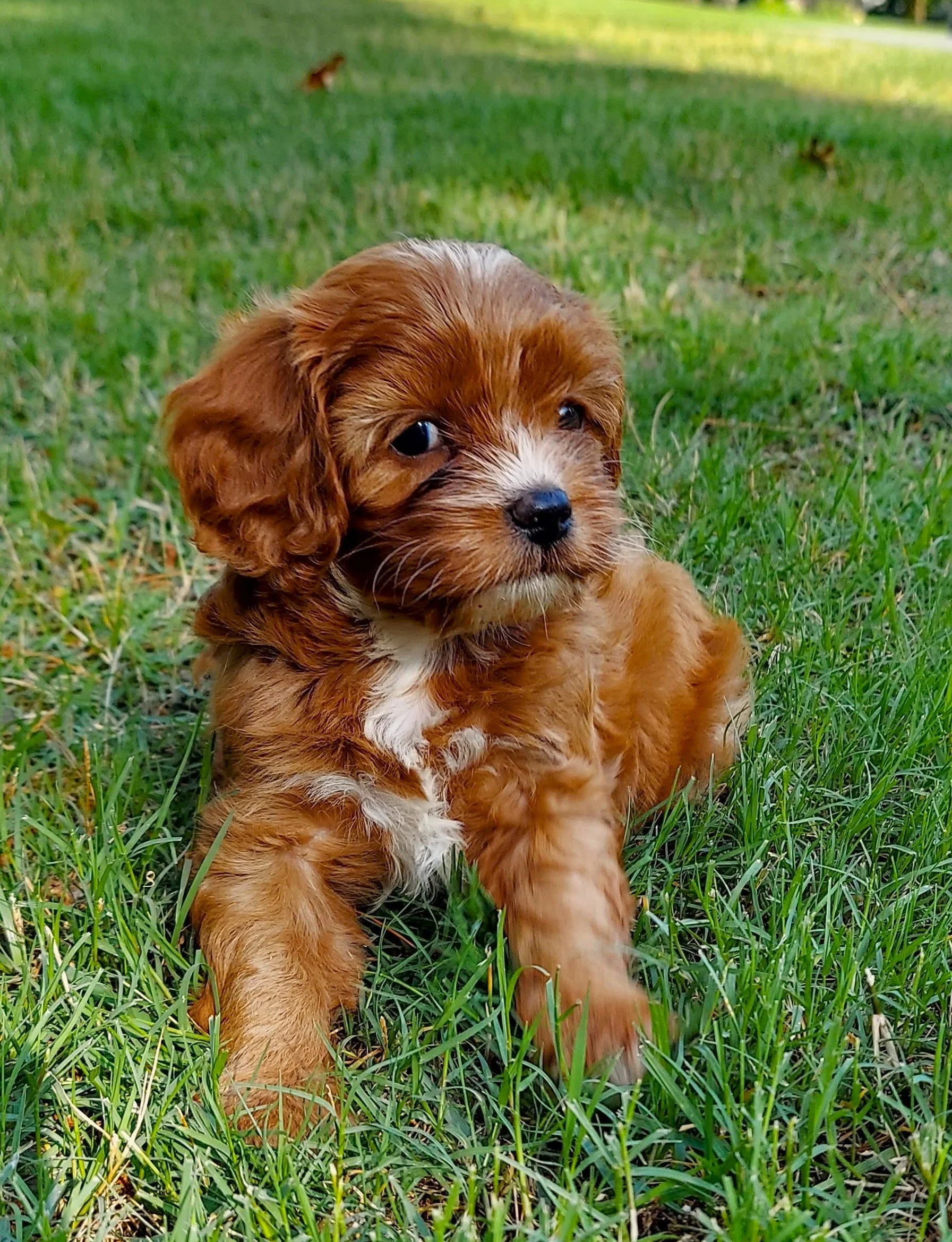Angel's 1st Litter April 22 Male