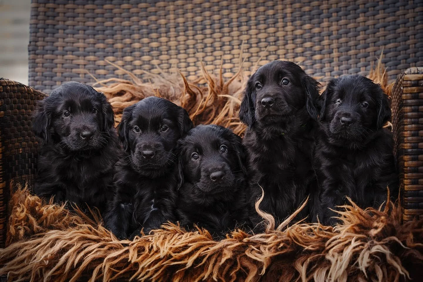 Valpekull fotografering hos @gerkanwinner 🐶❤ 5 s&oslash;te sm&aring; Flatcoat retriever valper p&aring; 5,5 uker! Veldig hyggelig for oppdretter og ha, og ekstra koslig &aring; gi med valpekj&oslash;pere 🥰 
.
#puppy #puppies #valp #valper #flatcoat