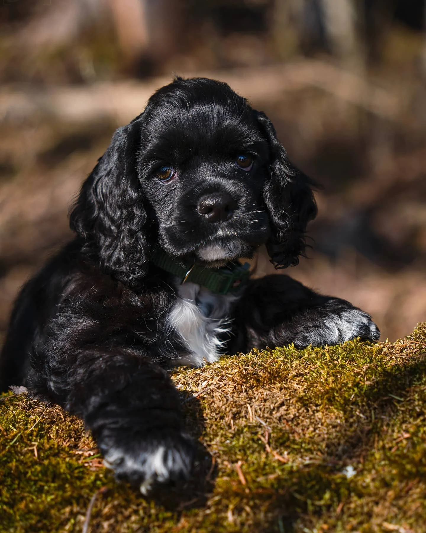 Lille Hugo p&aring; 8 uker var med p&aring; shoot ig&aring;r ❤ Det var neimen ikke enkelt, hvem har vel tid til &aring; sitte i ro n&aring;r verden er s&aring; spennende ?! 🤩 Men med nok t&aring;lmodighet, og mye krabbing fikk jeg tilslutt noen blin