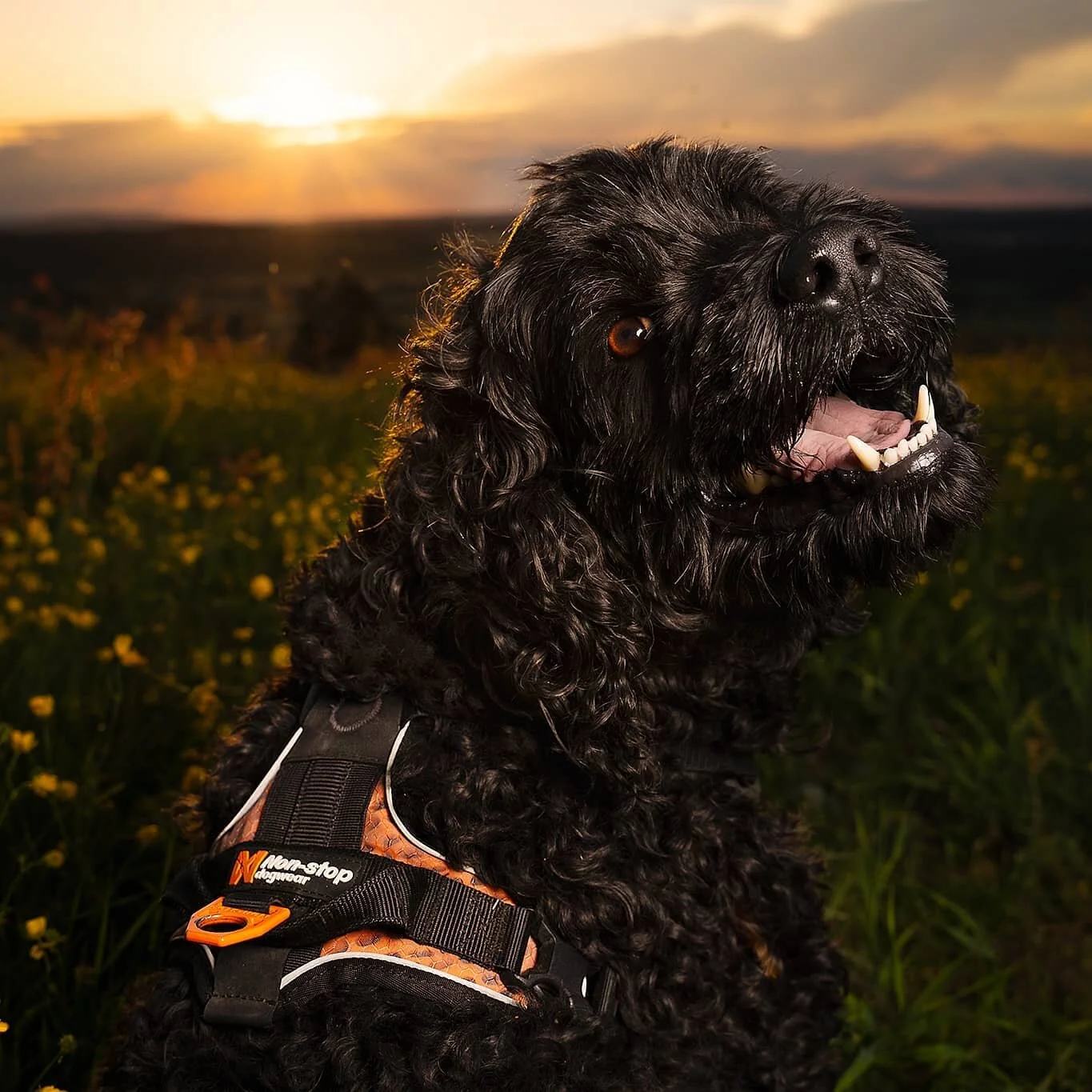 Luka ❤ Sele fra @nonstopdogwear 💯
.
#labradoodle #dog #hund #hundeliv #hundinorge #hundefotograf #dogsofinstagram #instagood #harness #nonstopdogwear #ultraharness #norway #norsknatur #norwegiannature #goldenhour #sunset #solnedgang #sommer #dyrefot
