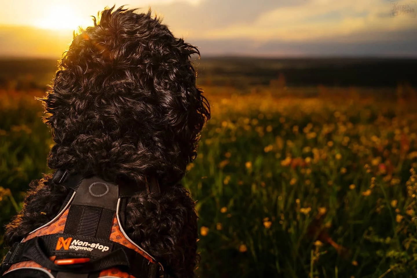 Bak horisonten venter nye eventyr 💖
.
Sele fra @nonstopdogwear 🧡
.
#nonstopdogwear #dog #hund #picoftheday #animalphotography #dogsofinstagram #dogphotography #horizon #nature #norway #goldenhour #field #goldendoodle #hundeliv #hundefotografie #hun