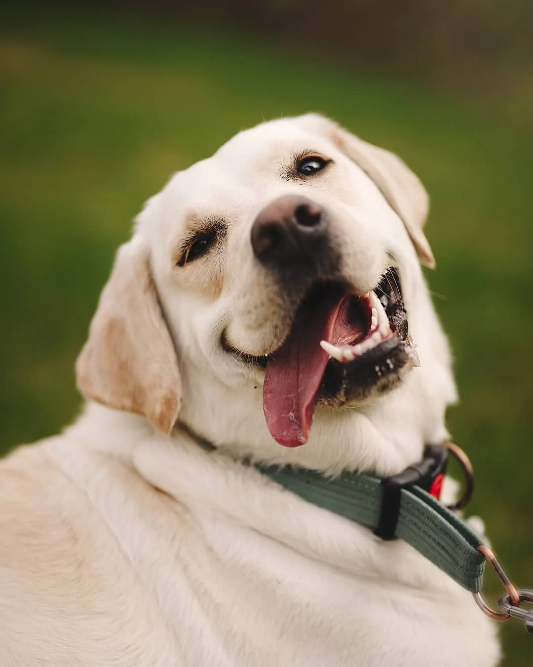 Ruby 💛 Hun er blanding mellom Golden Retriver og labrador og er et skikkelig sjarmtroll!
. 
&Oslash;nsker du kvalitets bilder av din beste venn? Ta kontakt for priser og booking 🐾
.
#dog #cute #adorable #doglover #photooftheday #goldenretriever #la