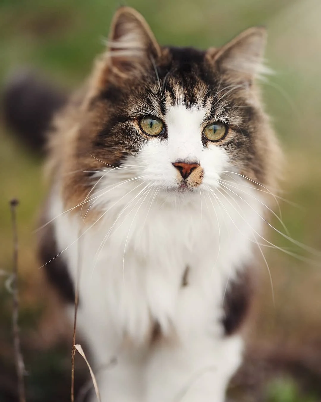 Mumfie ❤️ Han er 8 &aring;r gammel og er blanding av Hellig Birma og Norsk Skogkatt 🐈 Han elsker og f&aring; b&oslash;rstet l&oslash;vemanken og er en skikkelig kosegutt 💛 Dukker det opp en kattunge i nabolaget vil han ta de under sin vinge og s&os