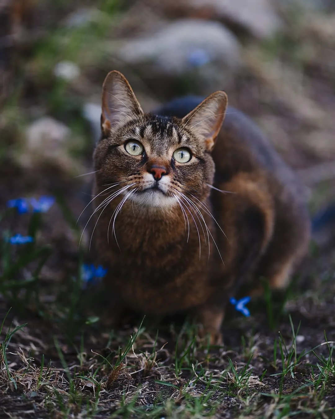 Imouto ❤️ Navnet betyr lilles&oslash;ster 💕 Hun er 4 &aring;r gammel og er halvt Somali🐱 Denne fr&oslash;kna er sjeldent i ro. Hun er veldig leken og nysgjerrig, og var en  utfordrene men morsom modell forran kamera. Hvem har vel tid til &aring; si