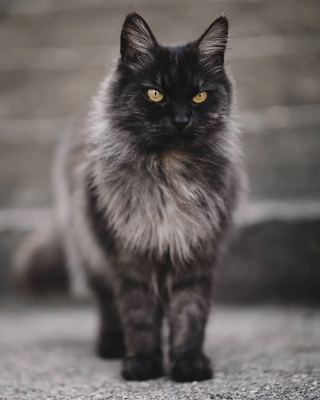 Huldra 🖤 Hun er en voksen dame p&aring; 14 &aring;r og er av rasen Norsk Skogkatt 🌲🇧🇻 Hun tar livet med ro og var en enkel modell forran kamera ❤️ Hun vil smelte hjerte ditt ogs&aring; stjele maten din etterp&aring;! 👀🌮😁
.
&Oslash;nsker du kva